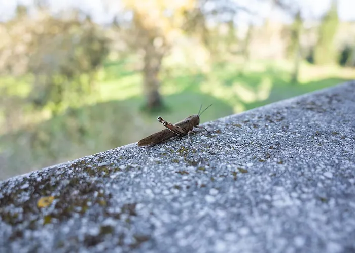 Il Lato Azzurro - Isola Di Sant'erasmo - No Vehicles Access Hotel